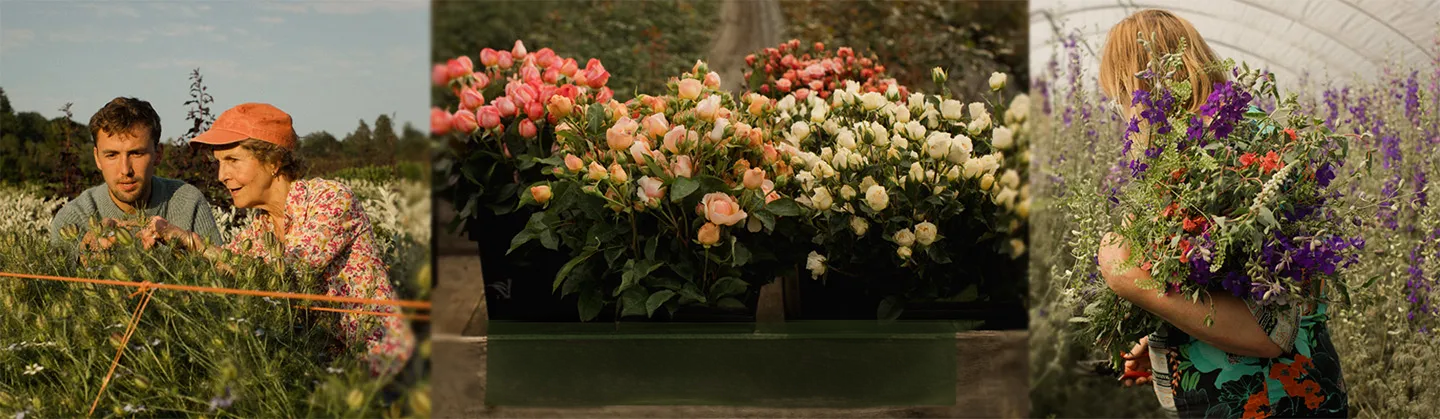 Something New Is Blooming